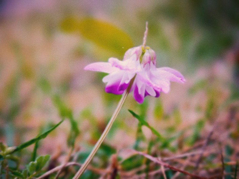 Chinese Milk-Vetch photo 4