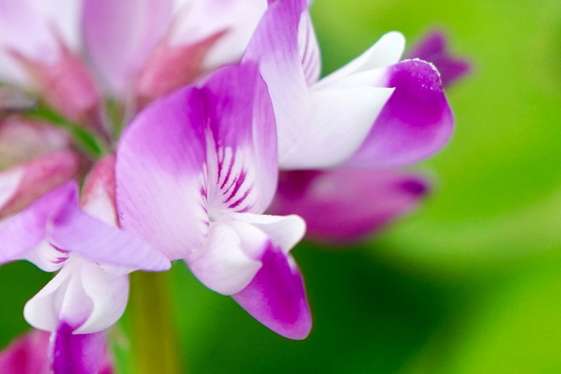 Chinese Milk-Vetch photo 5