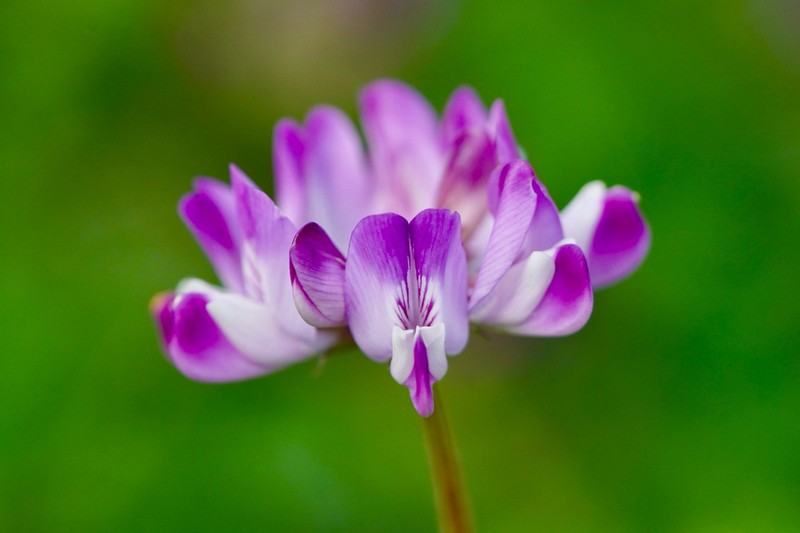 Chinese Milk-Vetch photo 6