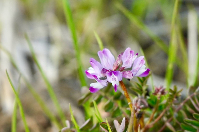 Chinese Milk-Vetch photo 7