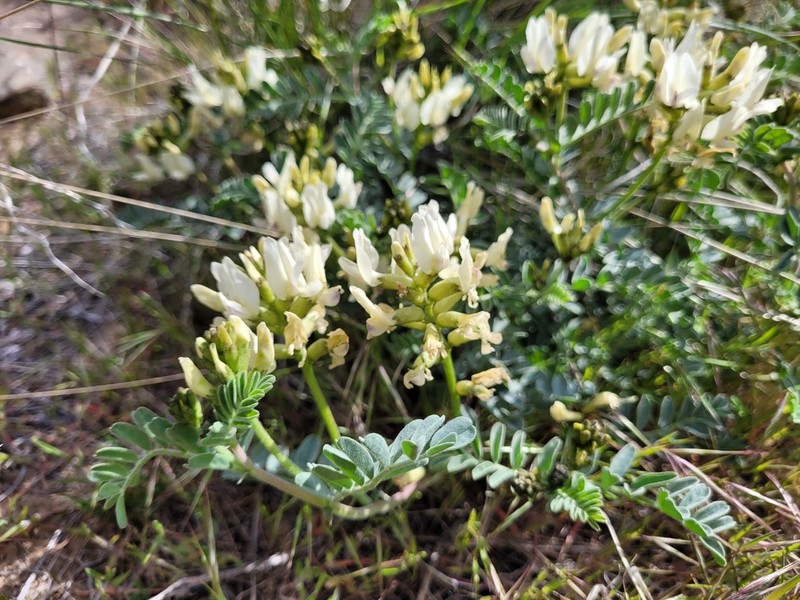 Whited's Milkvetch