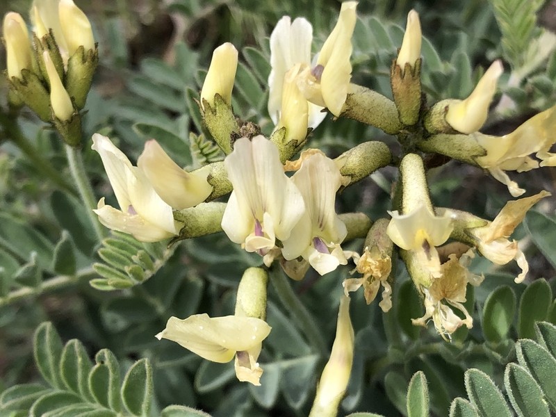 Whited's Milkvetch photo 2