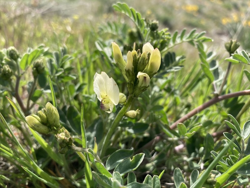 Whited's Milkvetch photo 3