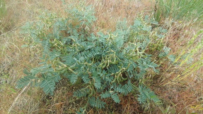 Whited's Milkvetch photo 4