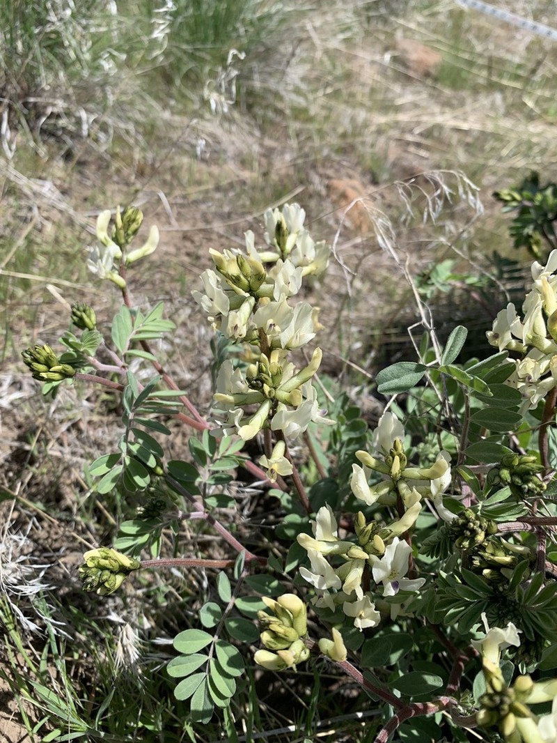 Whited's Milkvetch photo 5
