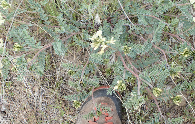 Whited's Milkvetch photo 6