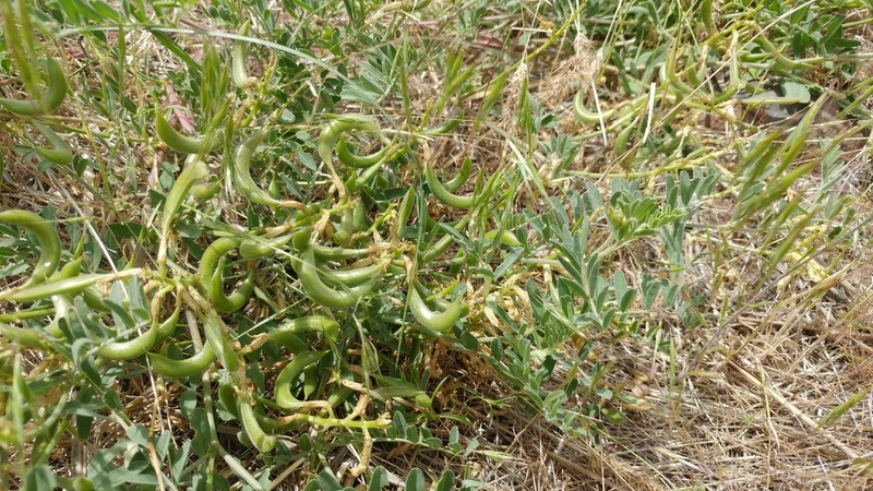 Whited's Milkvetch photo 7