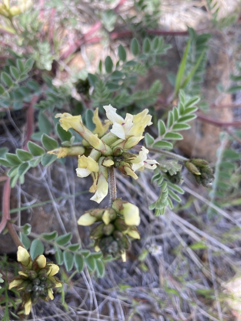 Whited's Milkvetch photo 8