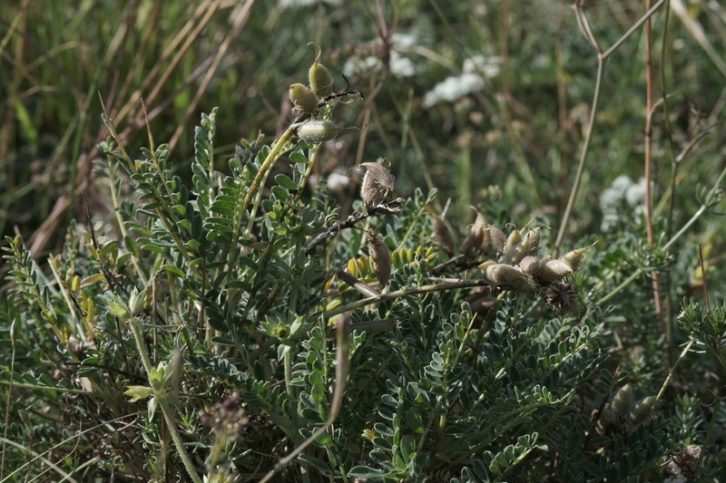Astragalus sirinicus