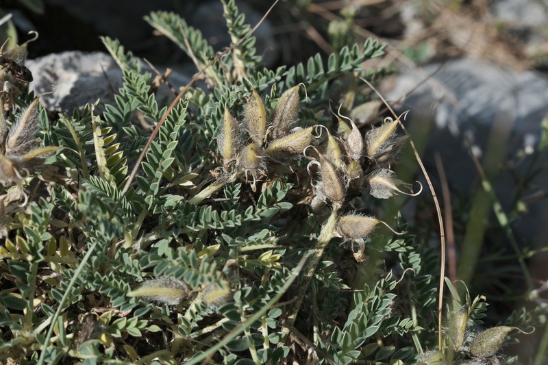 Astragalus sirinicus photo 2