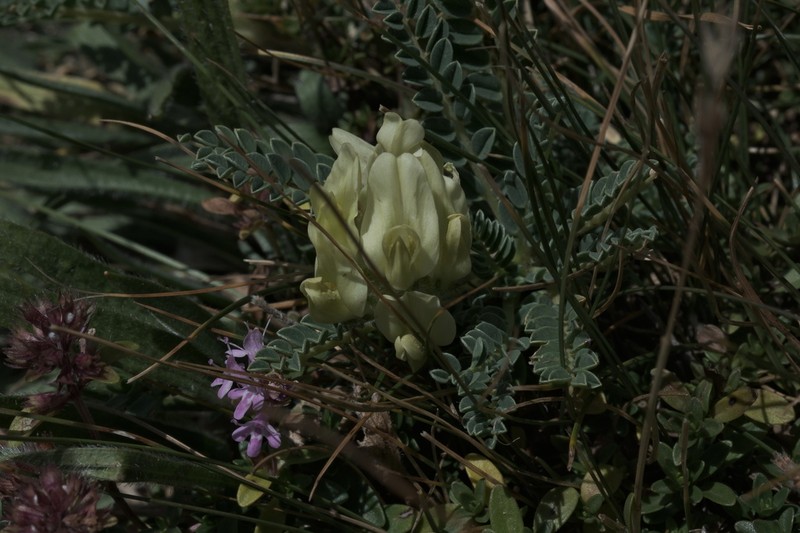 Astragalus sirinicus photo 3