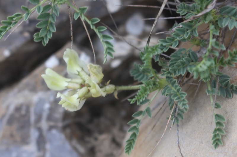 Astragalus sirinicus photo 4
