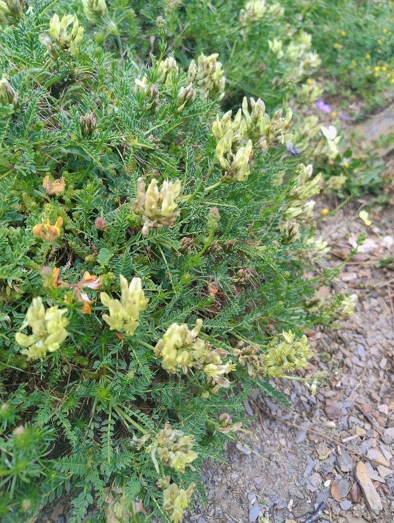Astragalus sirinicus photo 5