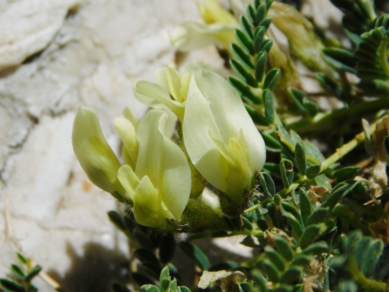 Astragalus sirinicus photo 6