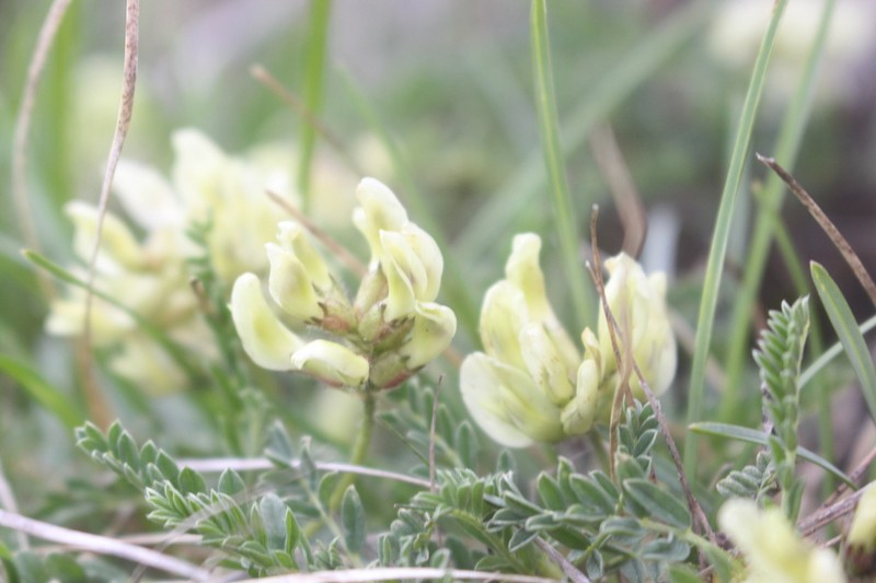 Astragalus sirinicus photo 7