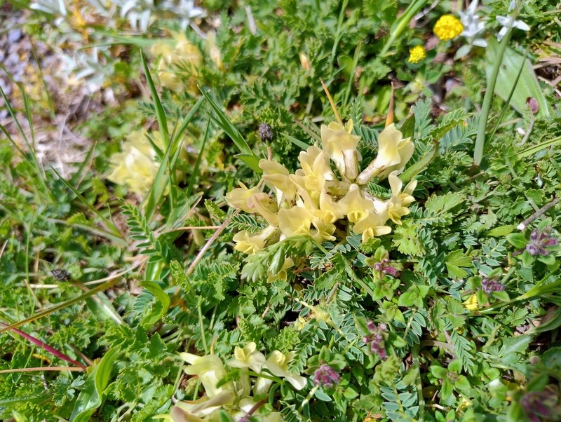 Astragalus sirinicus photo 8