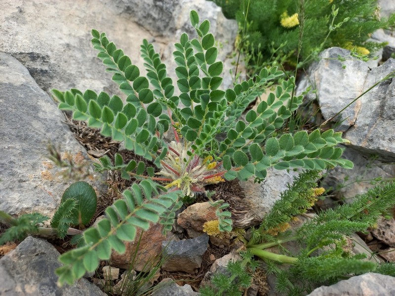 Astragalus sisyrodytes
