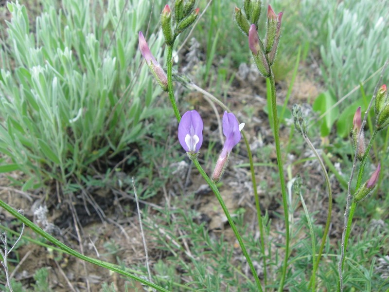 Astragalus skvortsovii photo 2