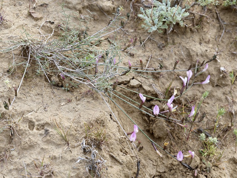 Astragalus skvortsovii photo 3