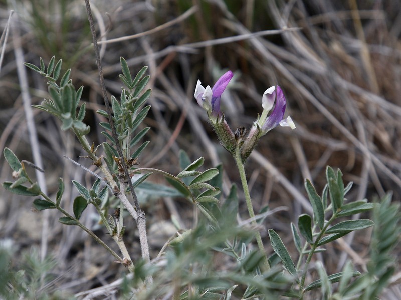 Astragalus skvortsovii photo 4