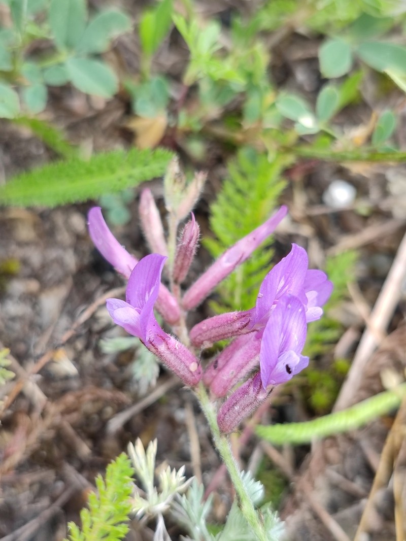 Astragalus skvortsovii photo 5