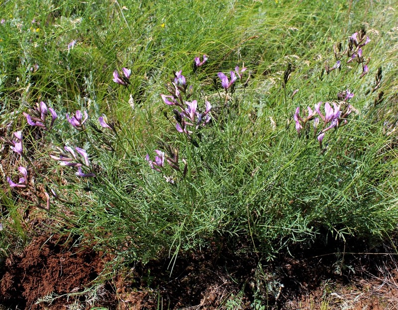Astragalus skvortsovii photo 6