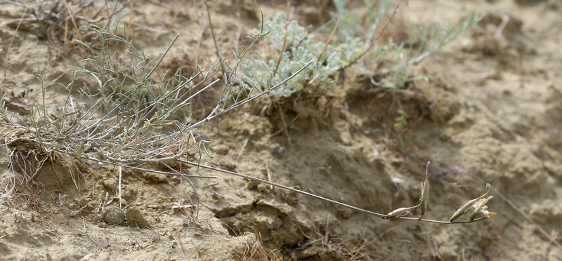 Astragalus skvortsovii photo 7