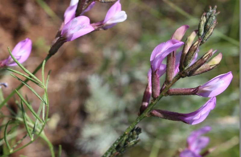 Astragalus skvortsovii photo 8