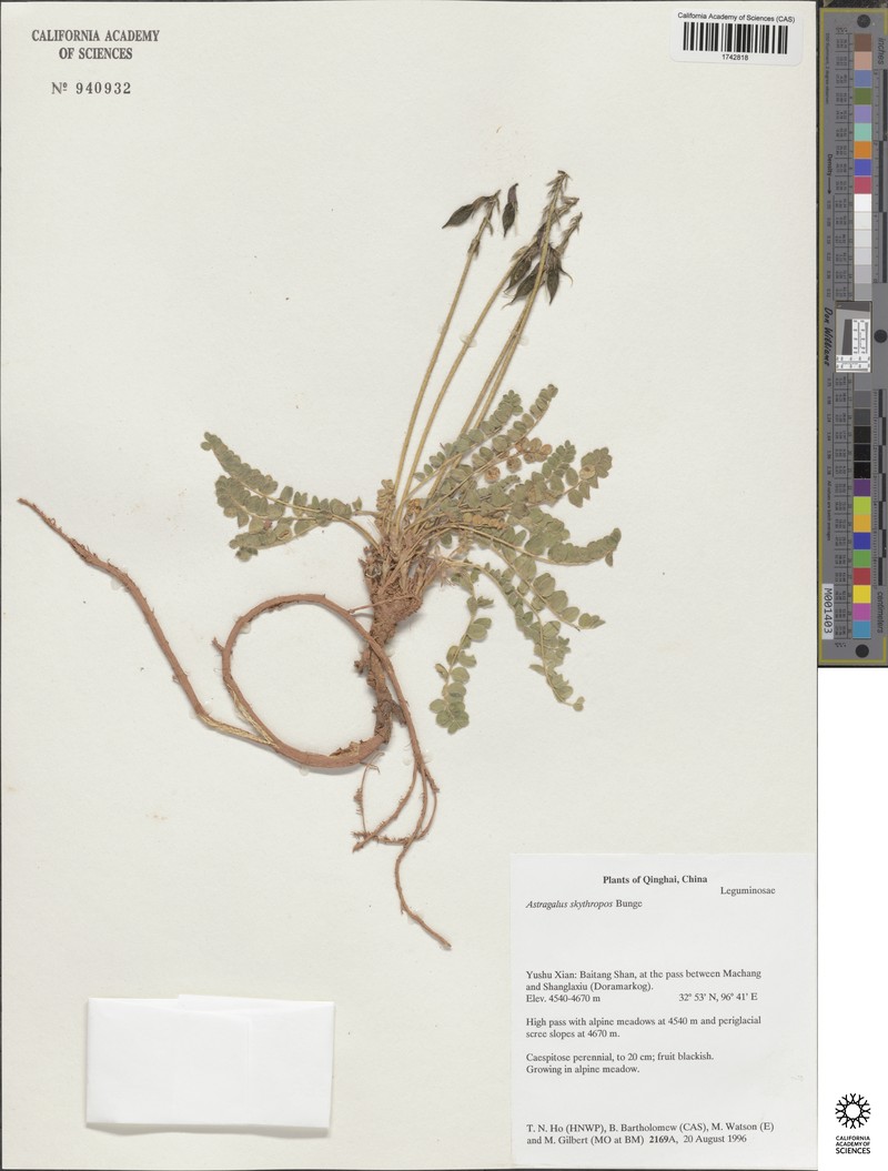 Astragalus skythropos