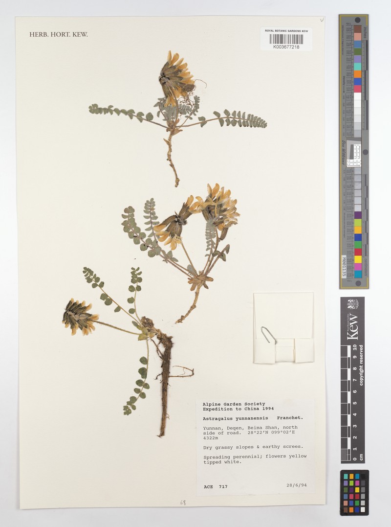 Astragalus skythropos photo 2