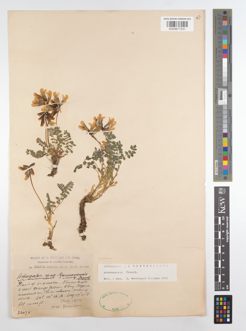 Astragalus skythropos photo 3