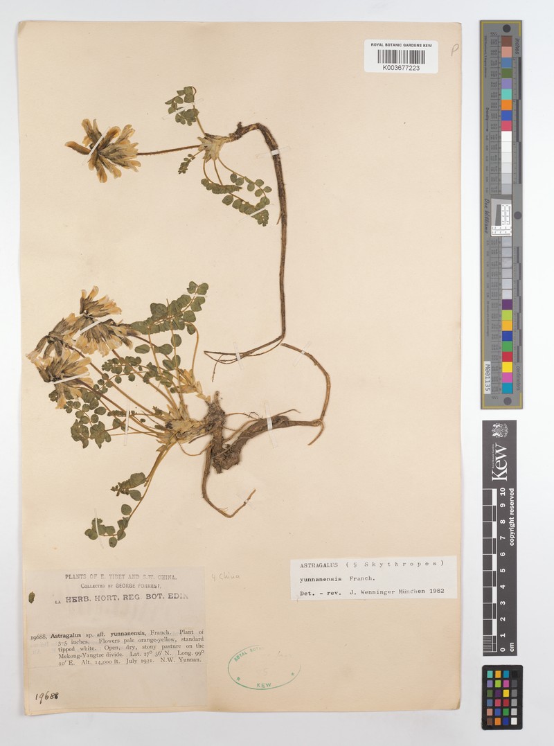 Astragalus skythropos photo 4