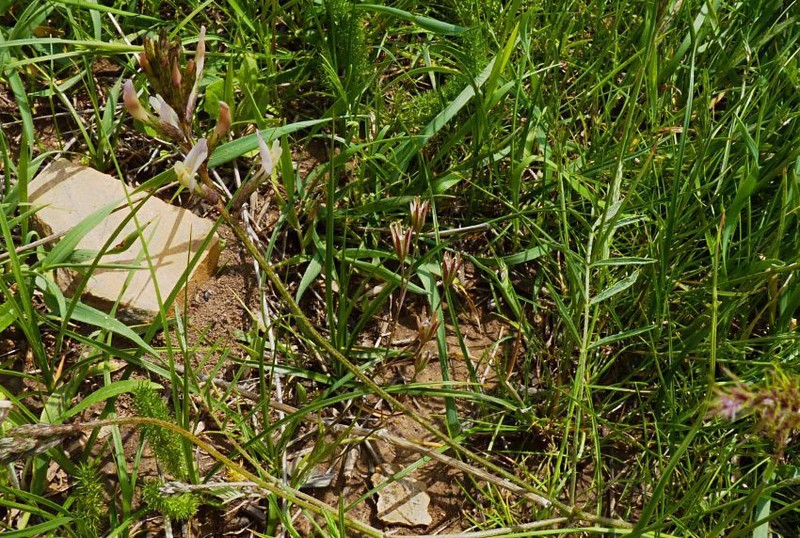 Astragalus sogdianus