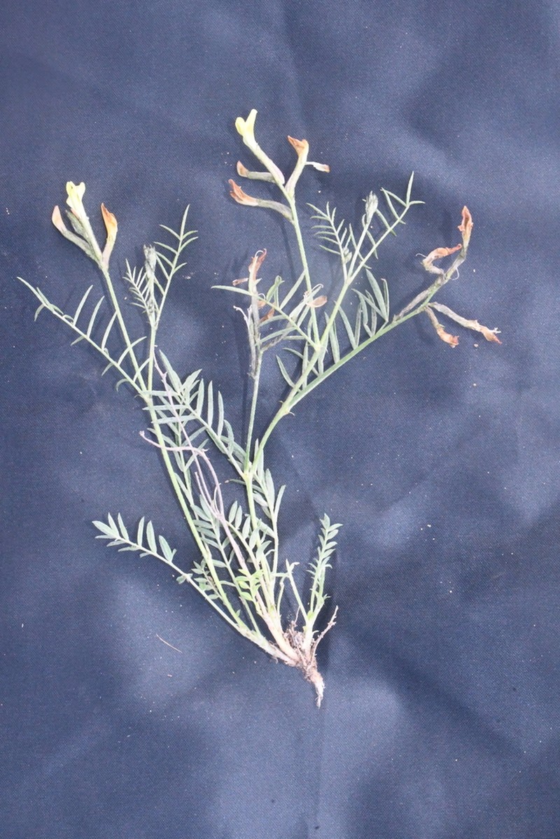 Astragalus sogdianus photo 2