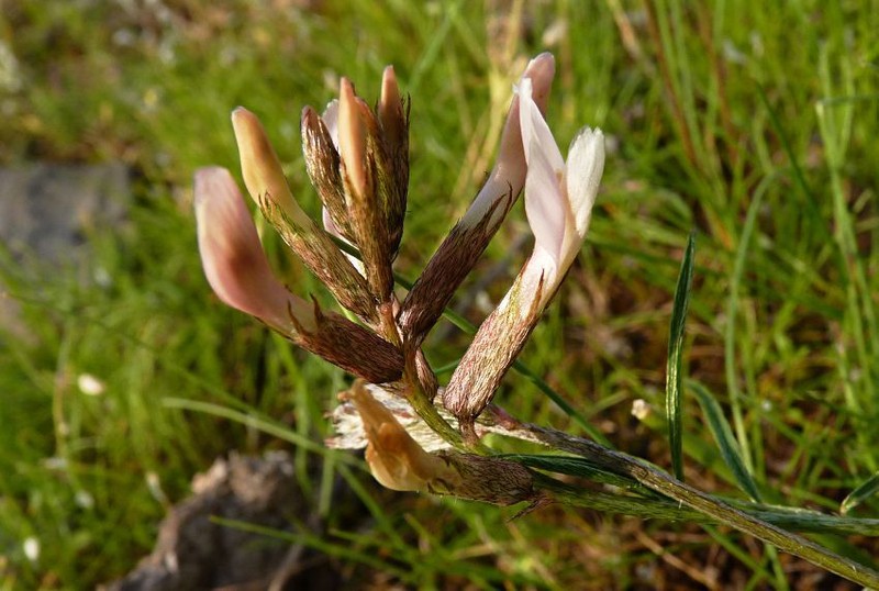 Astragalus sogdianus photo 3