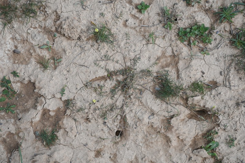 Astragalus sogdianus photo 4