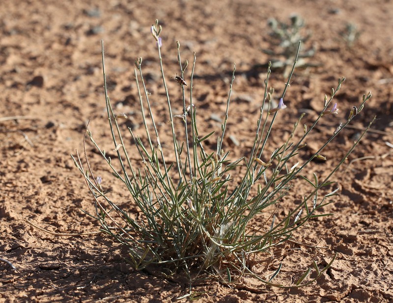 Astragalus sogotensis
