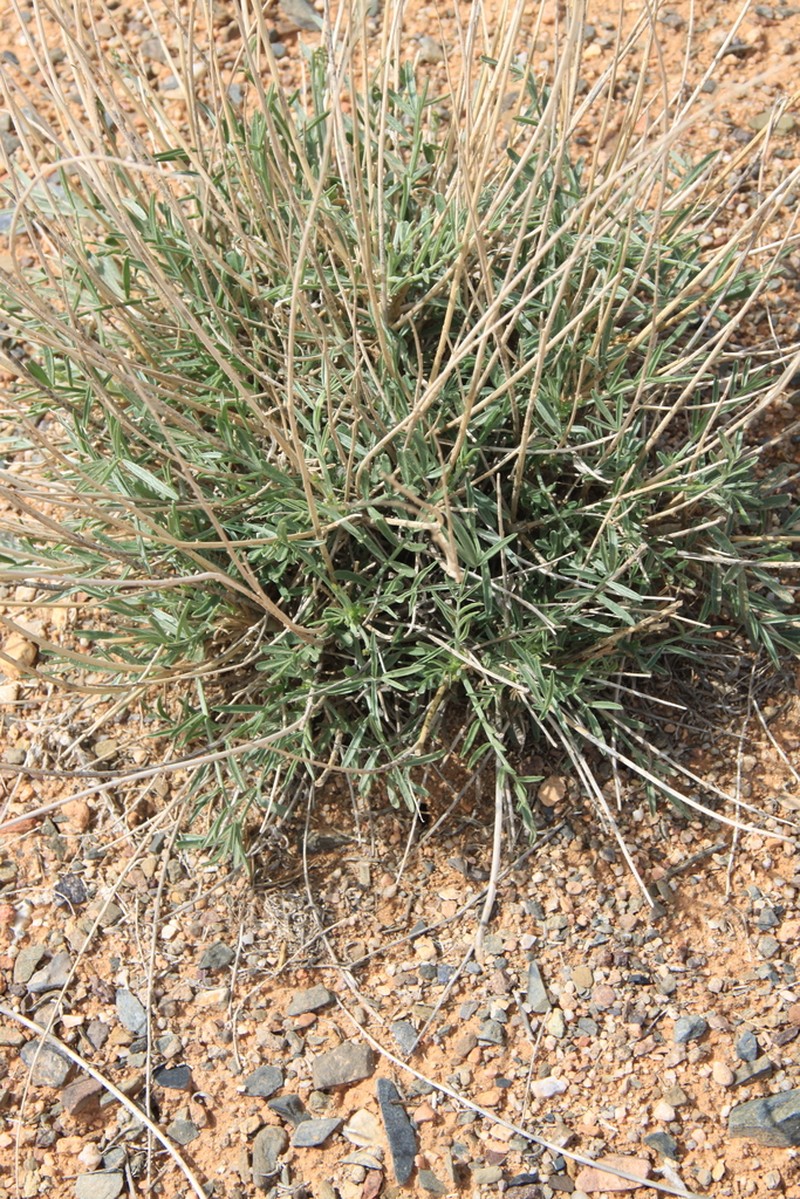 Astragalus sogotensis photo 2
