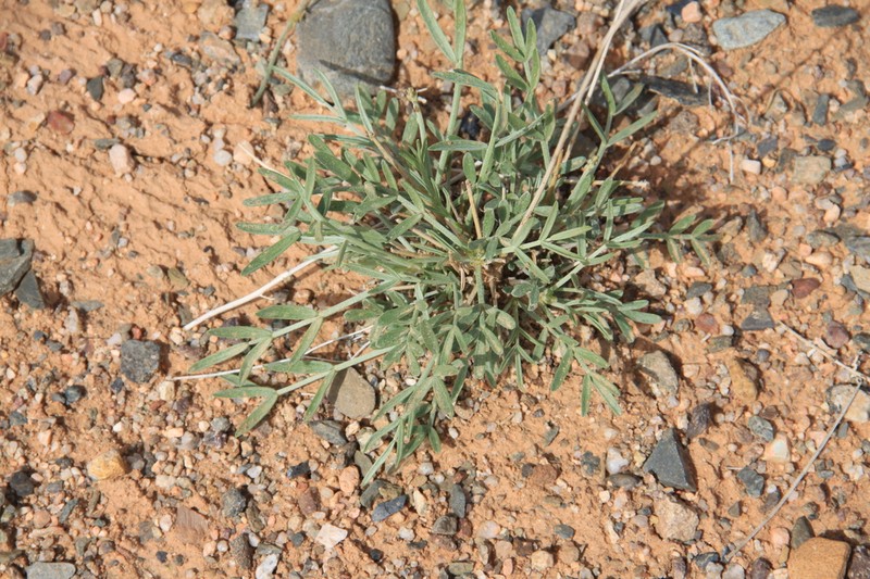 Astragalus sogotensis photo 3