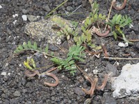 Astragalus solandri
