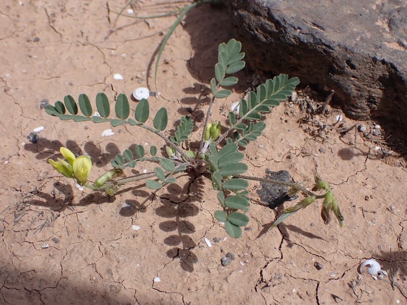 Astragalus solandri photo 2