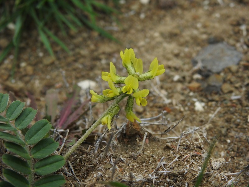 Astragalus solandri photo 3