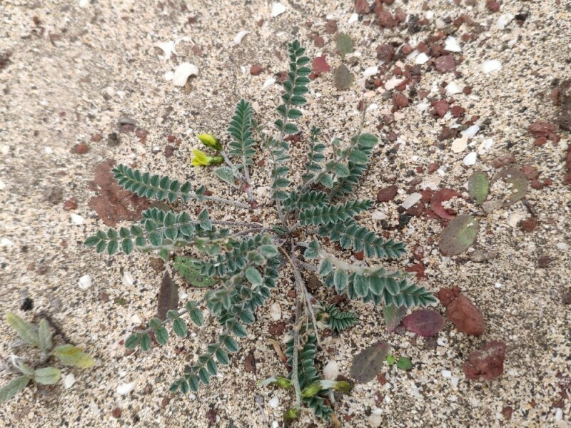 Astragalus solandri photo 4