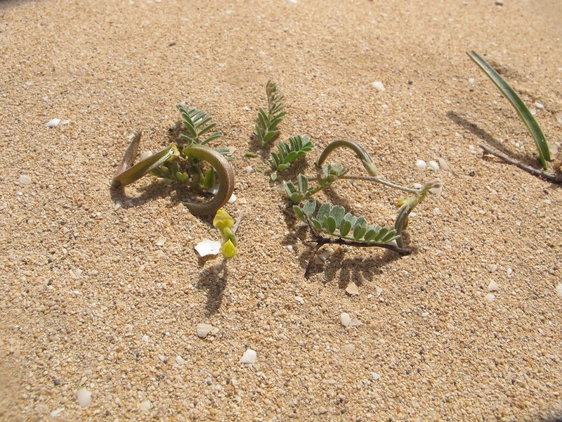 Astragalus solandri photo 5
