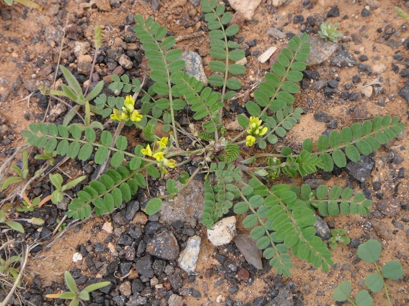 Astragalus solandri photo 6