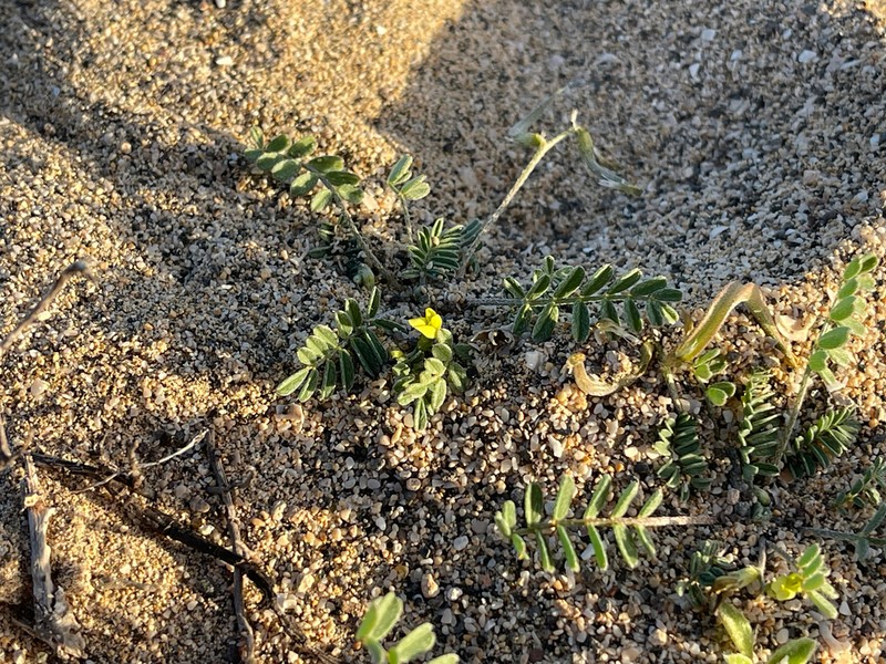 Astragalus solandri photo 7