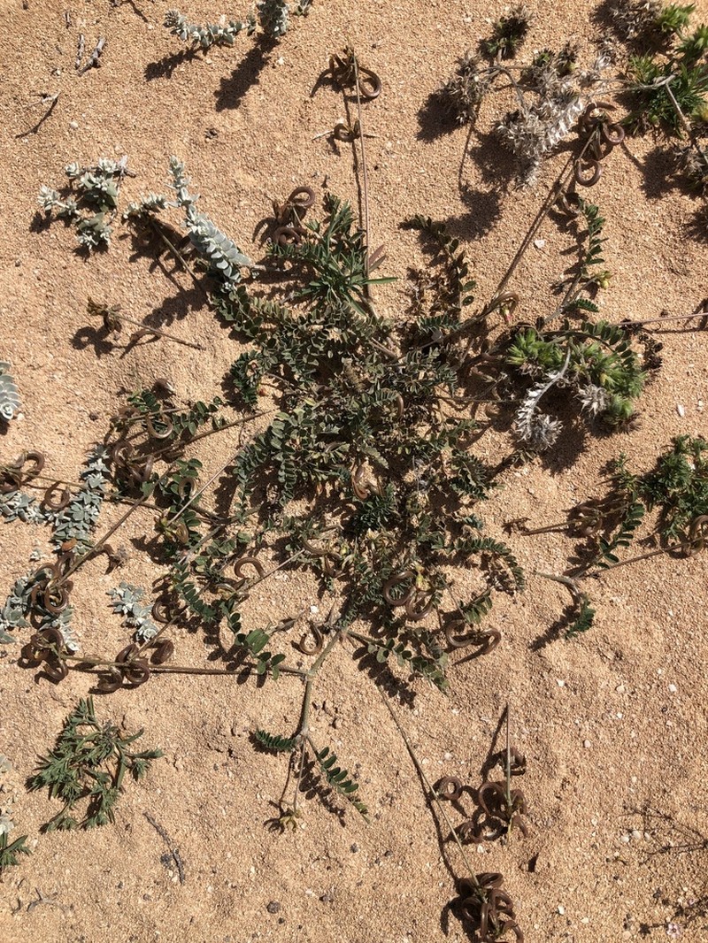Astragalus solandri photo 8