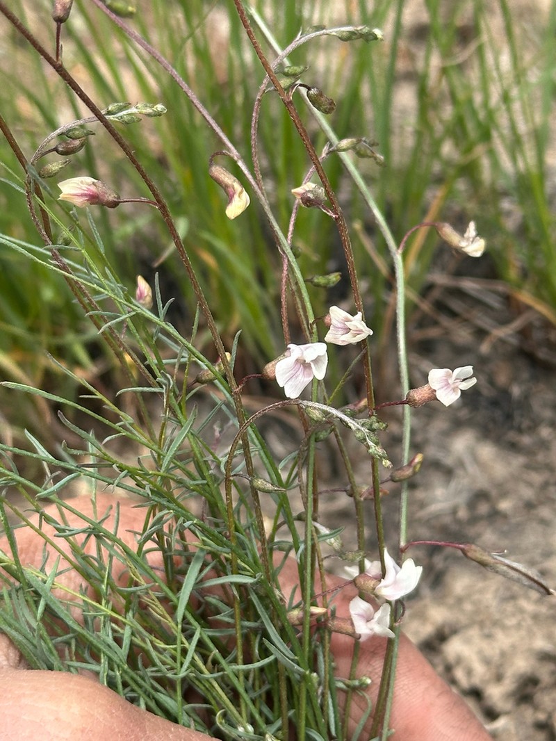 Solitary Milkvetch