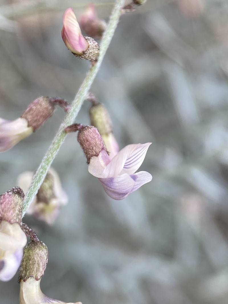 Solitary Milkvetch photo 2