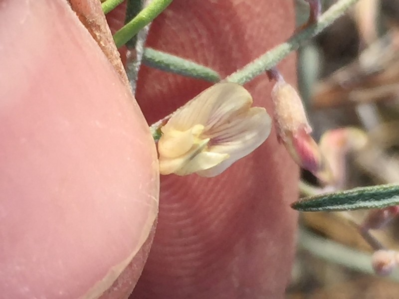 Solitary Milkvetch photo 3